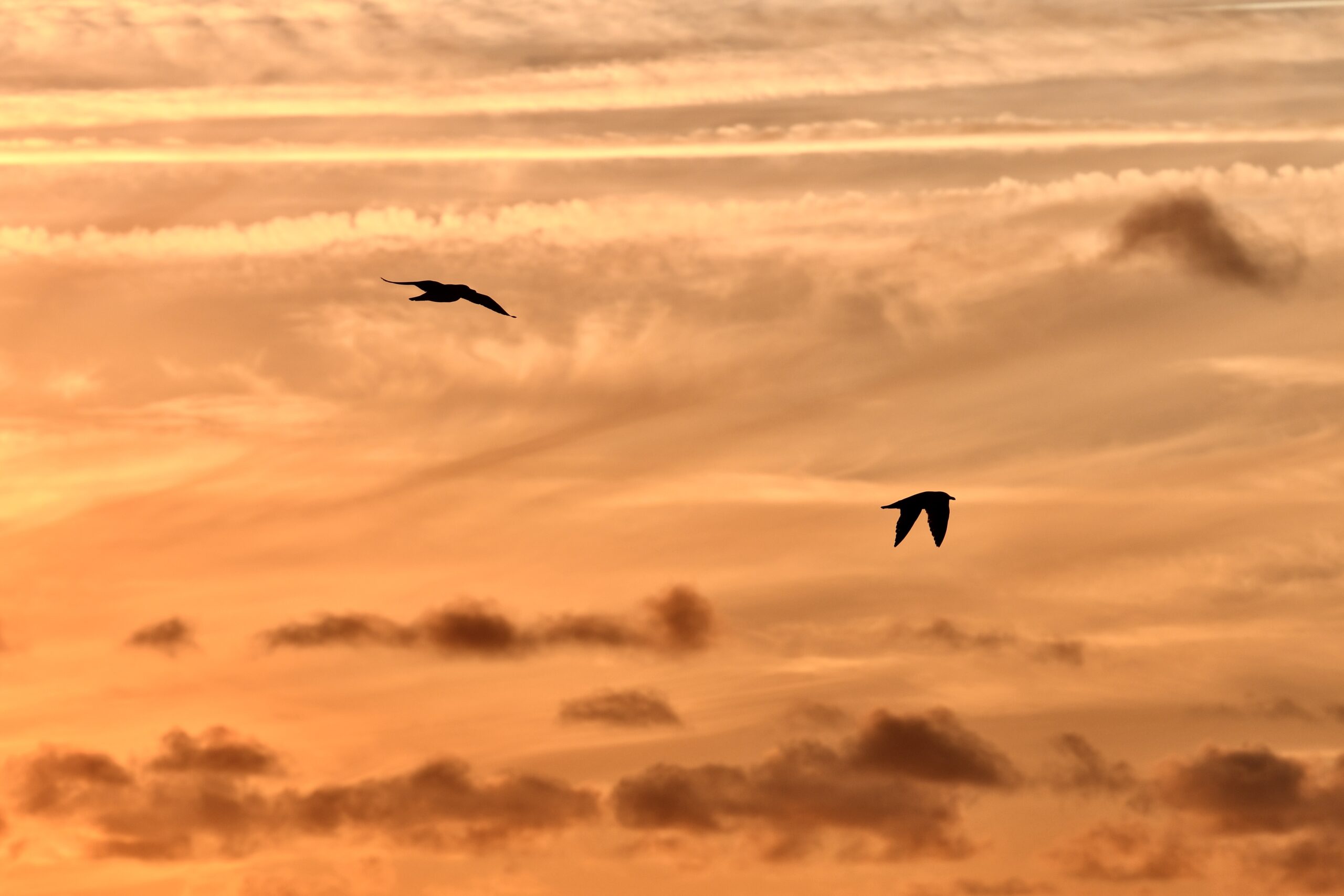 Aves volando en un cielo dorado al atardecer